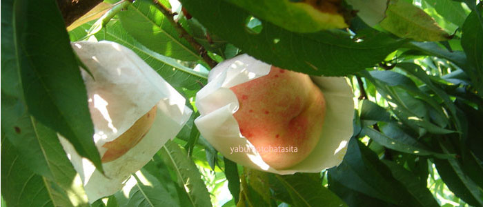 自然栽培の桃